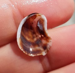 Bostrycapulus aculeatus