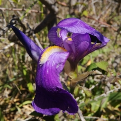 Iris pallida illyrica