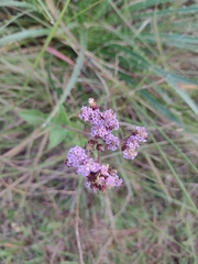 Chromolaena squarrulosa