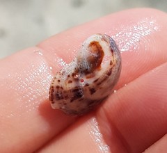 Bostrycapulus aculeatus