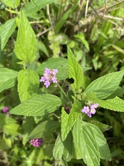 Lantana rugosa