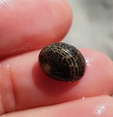 Nerita funiculata