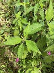 Lantana rugosa
