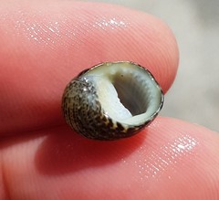 Nerita funiculata