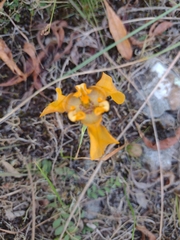 Cypella fucata