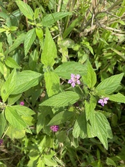 Lantana rugosa