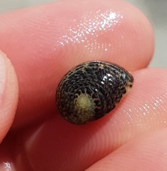 Nerita funiculata