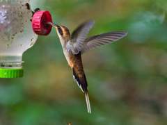 Phaethornis eurynome