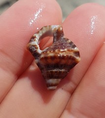 Bursidae