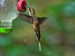 Phaethornis eurynome