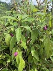 Lantana rugosa