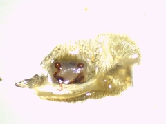 Arctosa personata