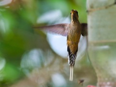 Phaethornis eurynome