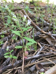 Collinsia childii