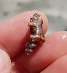 Bursidae