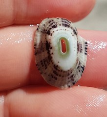 Fissurella virescens