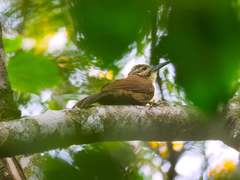 Xiphocolaptes albicollis