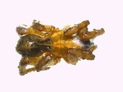 Arctosa personata