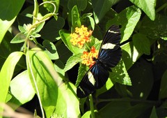 Heliconius sara