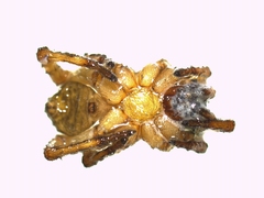 Arctosa personata
