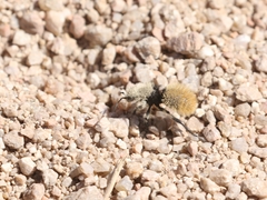 Dasymutilla magna