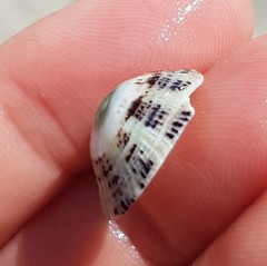 Fissurella virescens