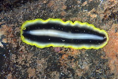 Pseudoceros paralaticlavus