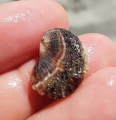 Bostrycapulus aculeatus