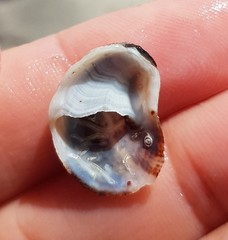 Bostrycapulus aculeatus