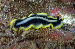 Pseudoceros paralaticlavus