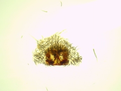 Arctosa personata