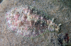 Dolabrifera dolabrifera