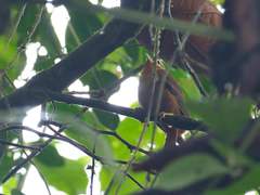 Philydor atricapillus