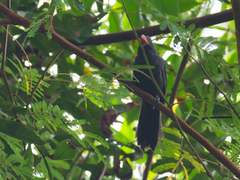 Saltator fuliginosus
