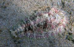 Dolabrifera dolabrifera