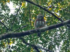 Glaucidium minutissimum