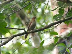 Cichlopsis leucogenys