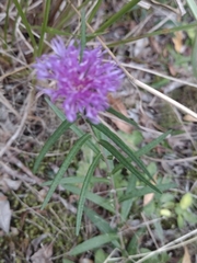 Lessingianthus plantaginodes