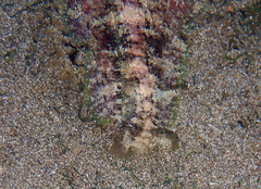 Dolabrifera dolabrifera