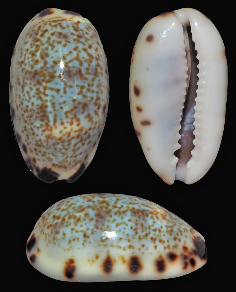 Cat Cowrie