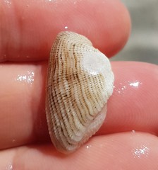 Acar gradata