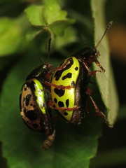 Calligrapha fulvipes