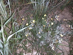 Hypecoum procumbens