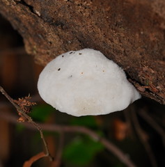 Postia lactea