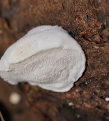 Postia lactea