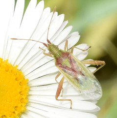 Harmostes reflexulus