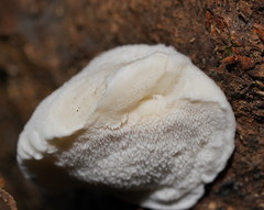 Postia lactea