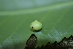 Phylloxera caryaeavellana