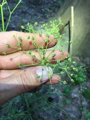 Cynosciadium digitatum