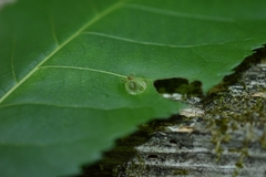 Phylloxera caryaeavellana